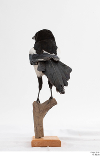 Common magpie Pica pica whole body 0008.jpg